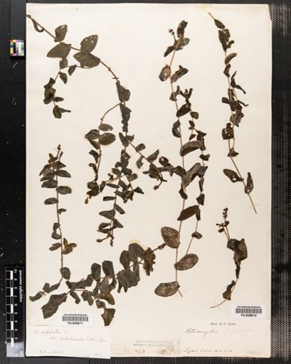 Potamogeton perfoliatus