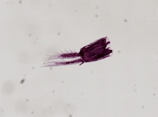 Paranebalia longipes