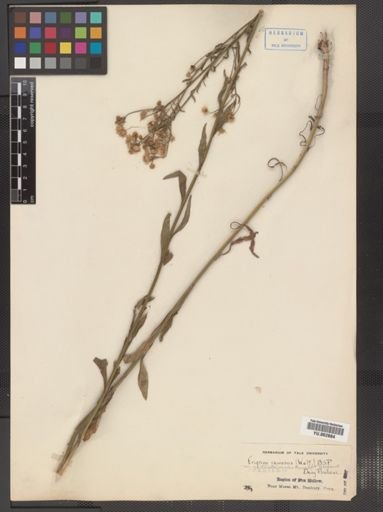 Erigeron strigosus
