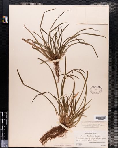 Carex backii