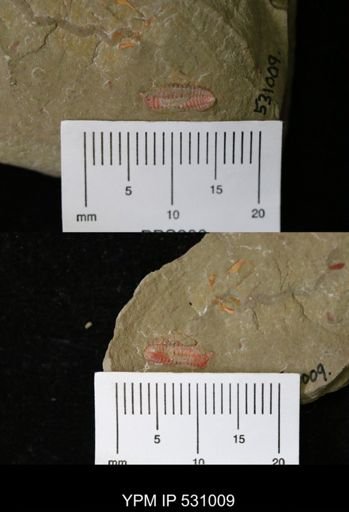 undet. Phacopida