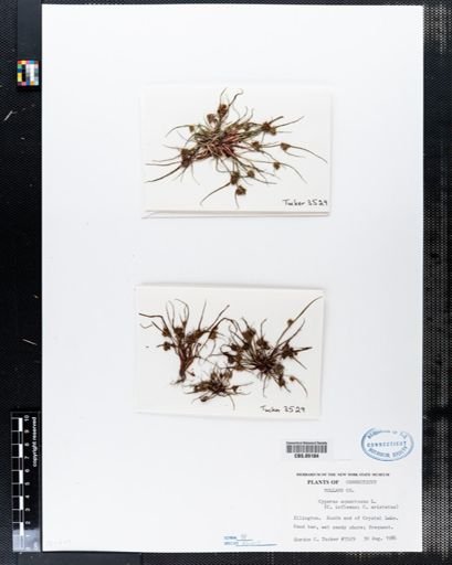 Cyperus squarrosus