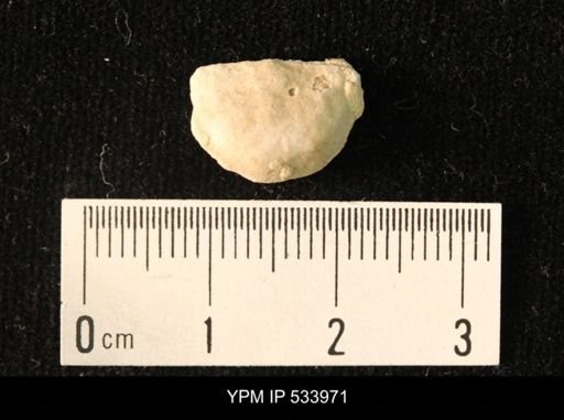 Rafinesquina minnesotensis