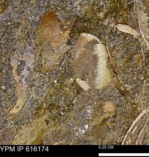 Protocardia subquadrata