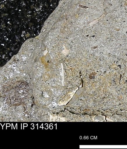 undet. Scaphopoda