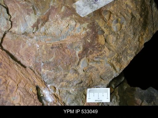 undet. Brachiopoda