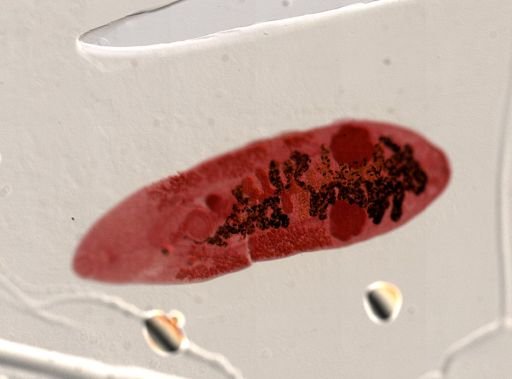 Platyhelminthes