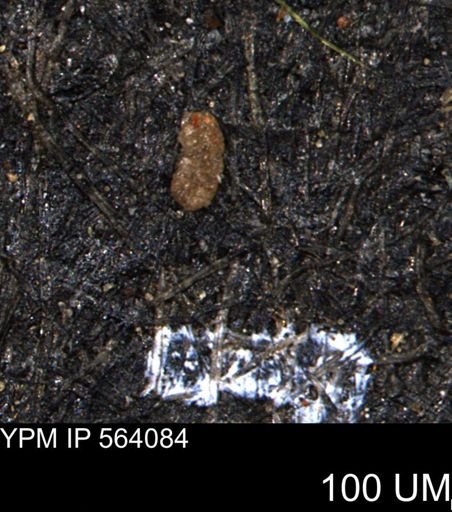 Ammobaculoides whitneyi