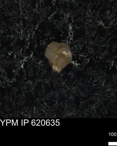 undet. Foraminiferida