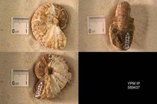 undet. Scaphitidae
