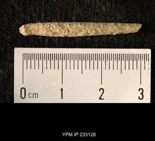 Archaeocidaris sp.