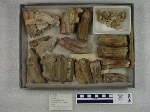Equus pacificus