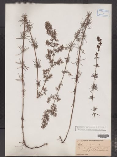 Galium verum