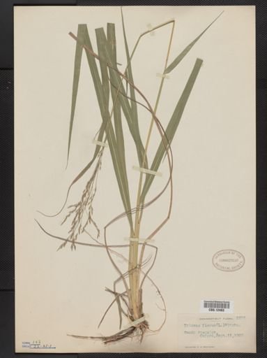 Tridens flavus