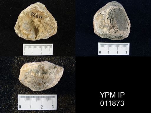 Aulosteges medlicottianus