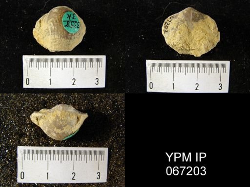 Atrypa reticularis