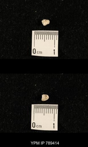 undet. Bryozoa