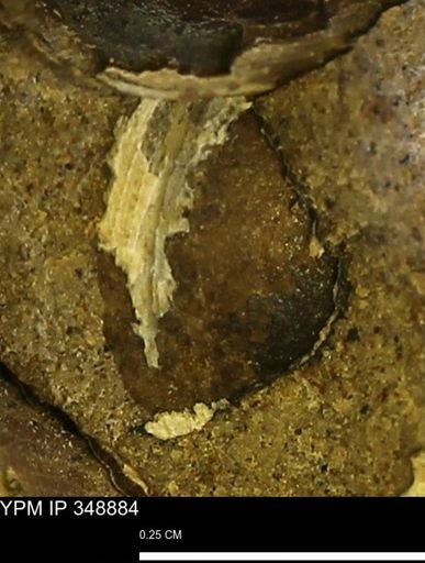 undet. Bivalvia