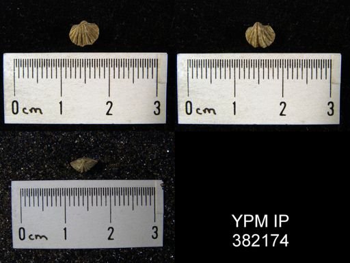 Spirifer cameratus