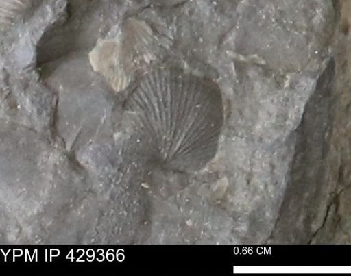 Devonochonetes scitulus