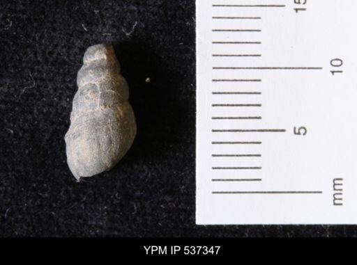 Goniobasis ortmanni