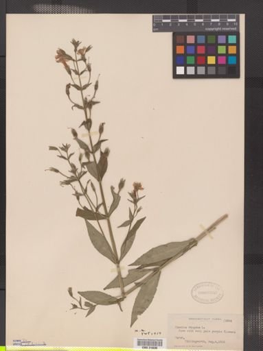 Mimulus ringens