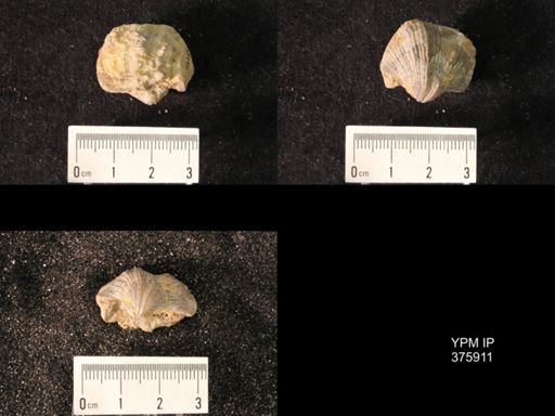Spirifer cameratus