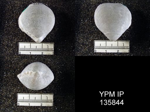Spirigerella grandis