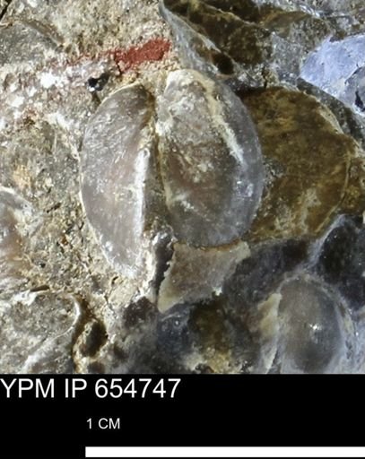 Protocardia
