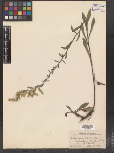 Solidago nemoralis