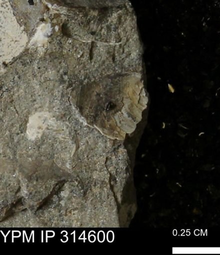 undet. Mollusca