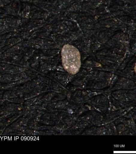 Spirolocammina subcircularis