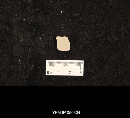 undet. Hexapoda