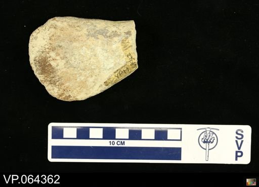 Polycotylus