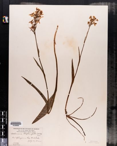 Habenaria