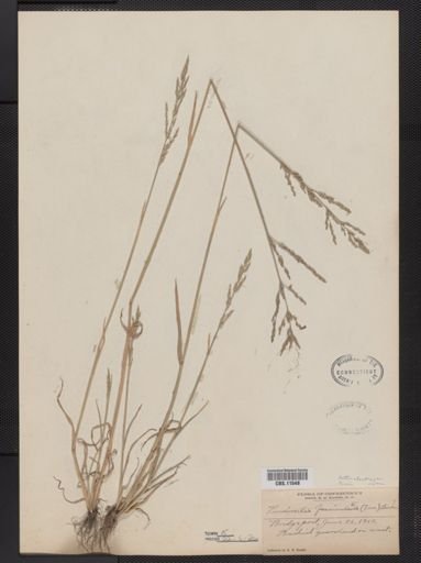 Puccinellia fasciculata
