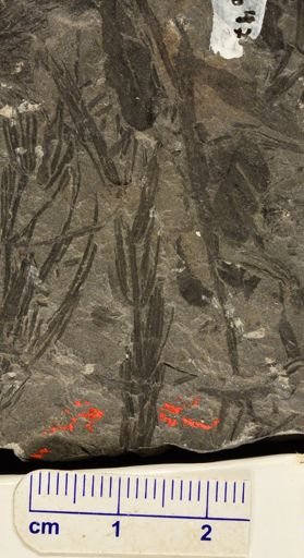 Asterophyllites sp.