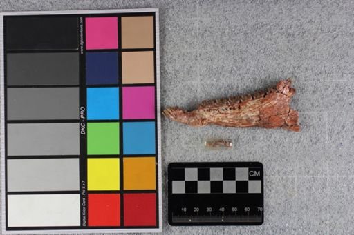 Mesohippus viejensis