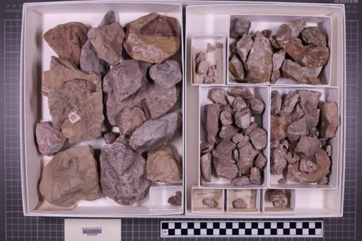 mixed taxa, stratigraphic collection