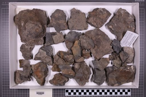 mixed taxa, stratigraphic collection
