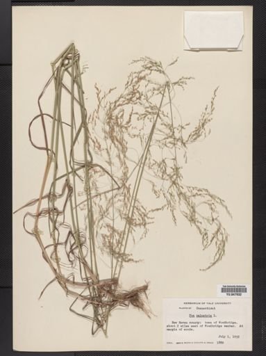 Poa palustris