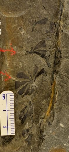 Sphenophyllum cuneifolium