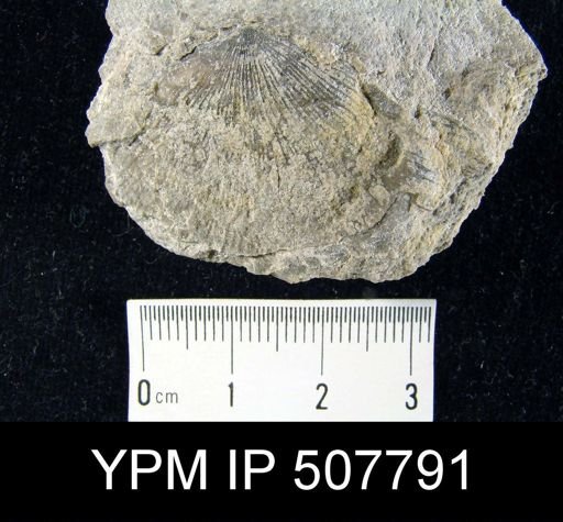 undet. Orthotetida