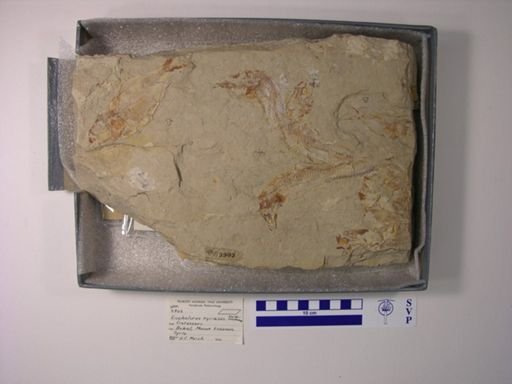 Enchelurus syriacus