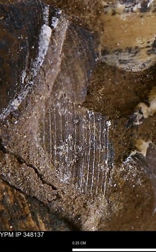 Limopsis striatopunctatus
