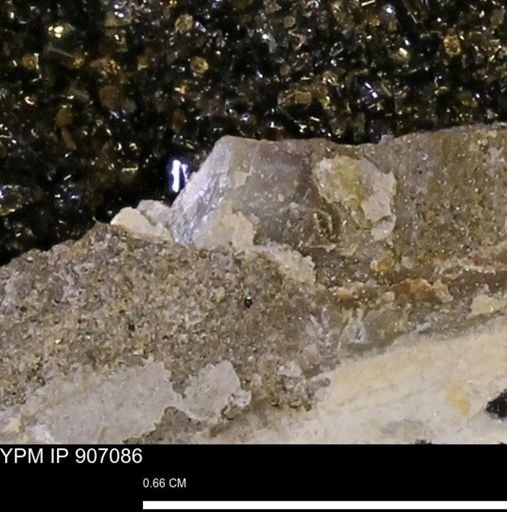undet. Mollusca