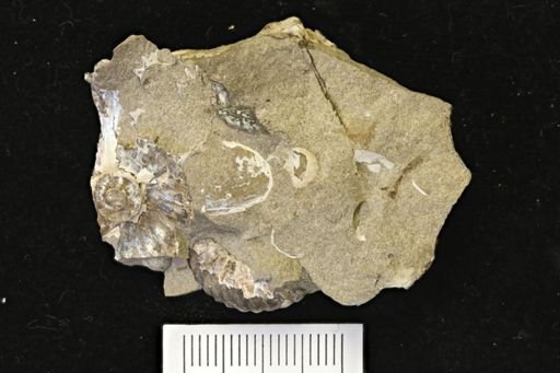 undet. Scaphitidae