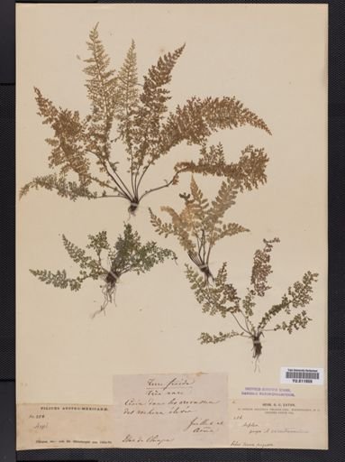 Asplenium