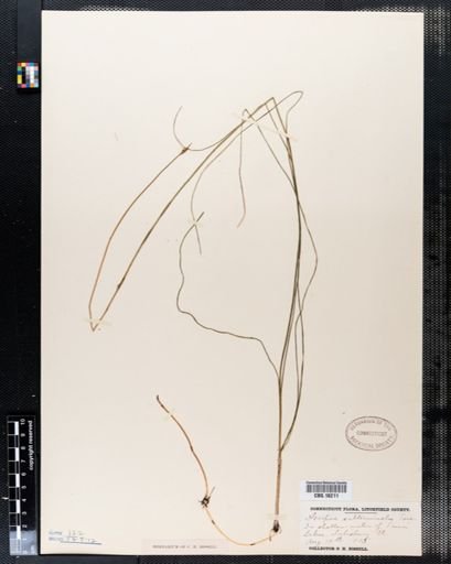 Scirpus subterminalis