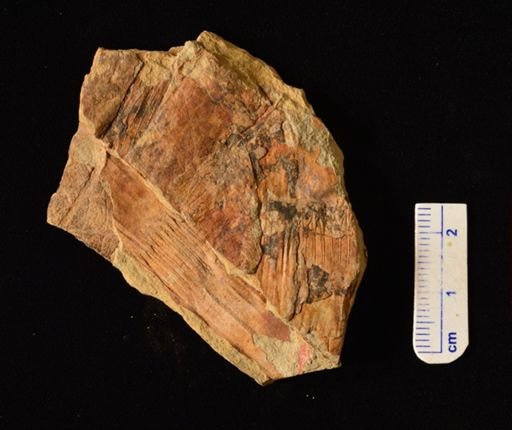Equisetites sp.